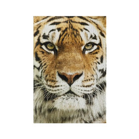 Обложка для паспорта матовая кожа с принтом Амурский тигр в Санкт-Петербурге, натуральная матовая кожа | размер 19,3 х 13,7 см; прозрачные пластиковые крепления | амурский | дикая кошка | добыча | животное | зверь | клыки | когти | мясо | тигр | уссурийский | хищник
