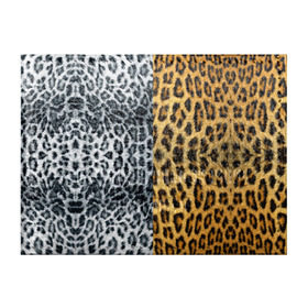 Обложка для студенческого билета с принтом Леопард/Снежный Барс в Санкт-Петербурге, натуральная кожа | Размер: 11*8 см; Печать на всей внешней стороне | textures | барс | животное | леопард | пятна | снежный | текстура | чёрное с белым