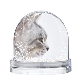 Снежный шар с принтом Серый кот в Санкт-Петербурге, Пластик | Изображение внутри шара печатается на глянцевой фотобумаге с двух сторон | взгляд | глаза | голова животного | киска | кот | котёнок | кошка | прикольные картинки