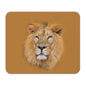 Коврик прямоугольный с принтом Лев в Санкт-Петербурге, натуральный каучук | размер 230 х 185 мм; запечатка лицевой стороны | взгляд | животные | лев | природа | хищники