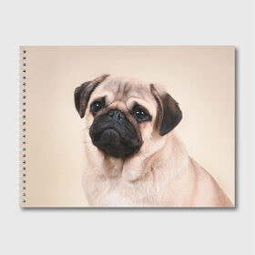 Альбом для рисования с принтом Мопс в Санкт-Петербурге, 100% бумага
 | матовая бумага, плотность 200 мг. | Тематика изображения на принте: мопс | мопсы | песик | песики | собака | собаки
