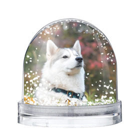 Снежный шар с принтом Хаски в Санкт-Петербурге, Пластик | Изображение внутри шара печатается на глянцевой фотобумаге с двух сторон | лайка | маламут | песик | песики | собака | собаки | хаски