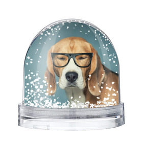 Снежный шар с принтом Бигль в Санкт-Петербурге, Пластик | Изображение внутри шара печатается на глянцевой фотобумаге с двух сторон | бигль | гончая | дворняжка | охотничья | песик | песики | собака | собаки
