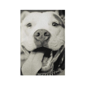 Обложка для паспорта матовая кожа с принтом Пит-буль в Санкт-Петербурге, натуральная матовая кожа | размер 19,3 х 13,7 см; прозрачные пластиковые крепления | амстафф | буль | пес | песик | питбули | питбуль | собака | собаки | стафф | терьер