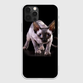 Чехол для iPhone 12 Pro Max с принтом Сфинкс в Санкт-Петербурге, Силикон |  | Тематика изображения на принте: взгляд | глаза | голова животного | киска | кот | котёнок | кошка | прикольные картинки