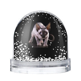 Снежный шар с принтом Сфинкс в Санкт-Петербурге, Пластик | Изображение внутри шара печатается на глянцевой фотобумаге с двух сторон | взгляд | глаза | голова животного | киска | кот | котёнок | кошка | прикольные картинки