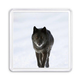 Магнит 55*55 с принтом Черный волк в Санкт-Петербурге, Пластик | Размер: 65*65 мм; Размер печати: 55*55 мм | дикий | зима