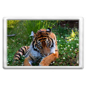 Магнит 45*70 с принтом Скромный тигр в Санкт-Петербурге, Пластик | Размер: 78*52 мм; Размер печати: 70*45 | дикие | лев | милые | новинки | орел | популярные | прикольные | природа | птицы | тигр | яркие