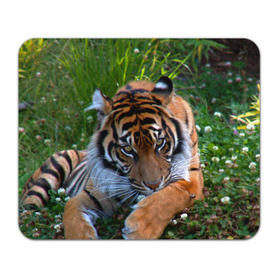 Коврик прямоугольный с принтом Скромный тигр в Санкт-Петербурге, натуральный каучук | размер 230 х 185 мм; запечатка лицевой стороны | дикие | лев | милые | новинки | орел | популярные | прикольные | природа | птицы | тигр | яркие