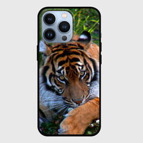 Чехол для iPhone 13 Pro с принтом Скромный тигр в Санкт-Петербурге,  |  | дикие | лев | милые | новинки | орел | популярные | прикольные | природа | птицы | тигр | яркие