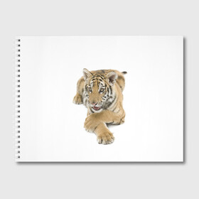 Альбом для рисования с принтом Ласковый тигренок в Санкт-Петербурге, 100% бумага
 | матовая бумага, плотность 200 мг. | Тематика изображения на принте: дикие | милые | природа | тигр | яркие