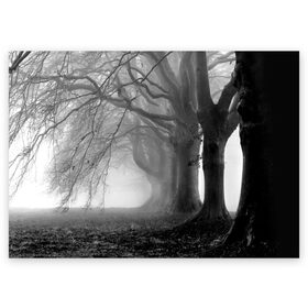 Поздравительная открытка с принтом Туман в лесу в Санкт-Петербурге, 100% бумага | плотность бумаги 280 г/м2, матовая, на обратной стороне линовка и место для марки
 | black   white | fog | forest | morning | photo | silhouette | trees | деревья | лес | силуэт | туман | утро | фото | черно   белое