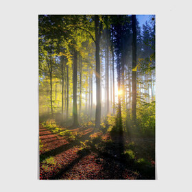 Постер с принтом Утро в лесу в Санкт-Петербурге, 100% бумага
 | бумага, плотность 150 мг. Матовая, но за счет высокого коэффициента гладкости имеет небольшой блеск и дает на свету блики, но в отличии от глянцевой бумаги не покрыта лаком | bright | fog | forest | morning | sun | tree | trees | дерево | деревья | лес | солнце | туман | утро | яркое