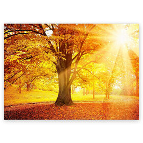 Поздравительная открытка с принтом Осень в Санкт-Петербурге, 100% бумага | плотность бумаги 280 г/м2, матовая, на обратной стороне линовка и место для марки
 | autumn | bright | colors | forest | paint | trees | деревья | краски | лес | осень | цвета | яркие