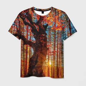 Мужская футболка 3D с принтом Осень в Санкт-Петербурге, 100% полиэфир | прямой крой, круглый вырез горловины, длина до линии бедер | Тематика изображения на принте: autumn | bright | colors | forest | trees | деревья | краски | лес | лучи | осень | солнце | цвета | яркие