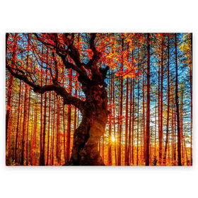 Поздравительная открытка с принтом Осень в Санкт-Петербурге, 100% бумага | плотность бумаги 280 г/м2, матовая, на обратной стороне линовка и место для марки
 | autumn | bright | colors | forest | trees | деревья | краски | лес | лучи | осень | солнце | цвета | яркие