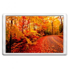 Магнит 45*70 с принтом Осень в Санкт-Петербурге, Пластик | Размер: 78*52 мм; Размер печати: 70*45 | autumn | bright | colors | forest | paint | trees | деревья | краски | лес | осень | цвета | яркие