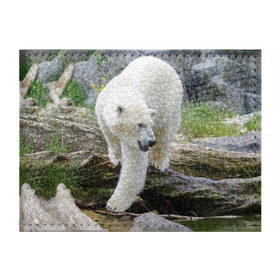 Обложка для студенческого билета с принтом Белый медведь в Санкт-Петербурге, натуральная кожа | Размер: 11*8 см; Печать на всей внешней стороне | Тематика изображения на принте: арктика