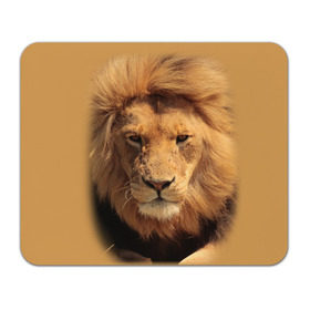Коврик прямоугольный с принтом Лев в Санкт-Петербурге, натуральный каучук | размер 230 х 185 мм; запечатка лицевой стороны | животные | кошка | лев | тигр | хищник