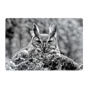Магнитный плакат 3Х2 с принтом Филин в Санкт-Петербурге, Полимерный материал с магнитным слоем | 6 деталей размером 9*9 см | bird | nest | night | nocturnal | owl | predator | гнездо | ночной | птица | сова | филин | хищник