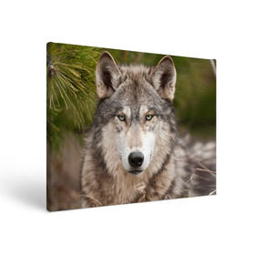 Холст прямоугольный с принтом Волк в Санкт-Петербурге, 100% ПВХ |  | animal | eyes | forest | predator | wild | wolf | взгляд | волк | дикий | животное | зверь | лес | хищник