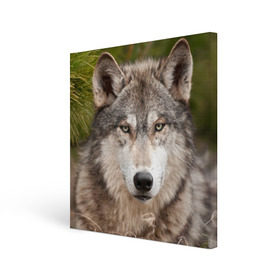 Холст квадратный с принтом Волк в Санкт-Петербурге, 100% ПВХ |  | animal | eyes | forest | predator | wild | wolf | взгляд | волк | дикий | животное | зверь | лес | хищник