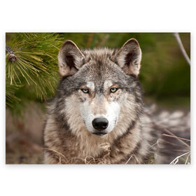 Поздравительная открытка с принтом Волк в Санкт-Петербурге, 100% бумага | плотность бумаги 280 г/м2, матовая, на обратной стороне линовка и место для марки
 | animal | eyes | forest | predator | wild | wolf | взгляд | волк | дикий | животное | зверь | лес | хищник
