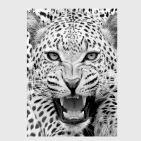 Скетчбук с принтом Леопард в Санкт-Петербурге, 100% бумага
 | 48 листов, плотность листов — 100 г/м2, плотность картонной обложки — 250 г/м2. Листы скреплены сверху удобной пружинной спиралью | animal | eyes | jaws | leopard | malicious | predator | spotted | teeth | wild | взгляд | дикий | животное | злой | клыки | леопард | оскал | пасть | пятнистый | хищник