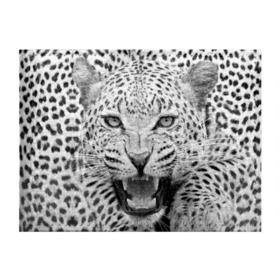 Обложка для студенческого билета с принтом Леопард в Санкт-Петербурге, натуральная кожа | Размер: 11*8 см; Печать на всей внешней стороне | animal | eyes | jaws | leopard | malicious | predator | spotted | teeth | wild | взгляд | дикий | животное | злой | клыки | леопард | оскал | пасть | пятнистый | хищник
