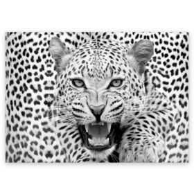 Поздравительная открытка с принтом Леопард в Санкт-Петербурге, 100% бумага | плотность бумаги 280 г/м2, матовая, на обратной стороне линовка и место для марки
 | animal | eyes | jaws | leopard | malicious | predator | spotted | teeth | wild | взгляд | дикий | животное | злой | клыки | леопард | оскал | пасть | пятнистый | хищник