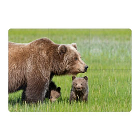 Магнитный плакат 3Х2 с принтом Медведи в Санкт-Петербурге, Полимерный материал с магнитным слоем | 6 деталей размером 9*9 см | animals | bears | children | family | green | meadow | mother | predators | дети | животные | зеленая | мама | медведи | поляна | семья | хищники