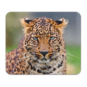Коврик прямоугольный с принтом Леопард в Санкт-Петербурге, натуральный каучук | размер 230 х 185 мм; запечатка лицевой стороны | animal | leopard | look | predator | spotted | wild | взгляд | дикий | животное | леопард | пятнистый | хищник