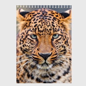 Скетчбук с принтом Леопард в Санкт-Петербурге, 100% бумага
 | 48 листов, плотность листов — 100 г/м2, плотность картонной обложки — 250 г/м2. Листы скреплены сверху удобной пружинной спиралью | animal | leopard | look | predator | spotted | wild | взгляд | дикий | животное | леопард | пятнистый | хищник