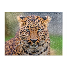Обложка для студенческого билета с принтом Леопард в Санкт-Петербурге, натуральная кожа | Размер: 11*8 см; Печать на всей внешней стороне | animal | leopard | look | predator | spotted | wild | взгляд | дикий | животное | леопард | пятнистый | хищник