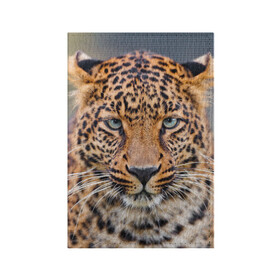 Обложка для паспорта матовая кожа с принтом Леопард в Санкт-Петербурге, натуральная матовая кожа | размер 19,3 х 13,7 см; прозрачные пластиковые крепления | Тематика изображения на принте: animal | leopard | look | predator | spotted | wild | взгляд | дикий | животное | леопард | пятнистый | хищник