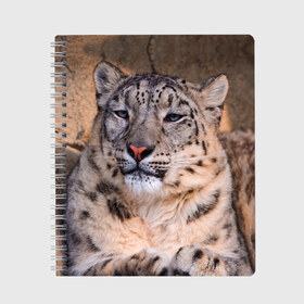 Тетрадь с принтом Леопард в Санкт-Петербурге, 100% бумага | 48 листов, плотность листов — 60 г/м2, плотность картонной обложки — 250 г/м2. Листы скреплены сбоку удобной пружинной спиралью. Уголки страниц и обложки скругленные. Цвет линий — светло-серый
 | animal | leopard | look | predator | spotted | wild | взгляд | дикий | животное | леопард | пятнистый | хищник
