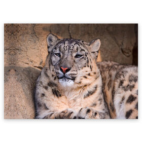 Поздравительная открытка с принтом Леопард в Санкт-Петербурге, 100% бумага | плотность бумаги 280 г/м2, матовая, на обратной стороне линовка и место для марки
 | animal | leopard | look | predator | spotted | wild | взгляд | дикий | животное | леопард | пятнистый | хищник