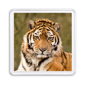 Магнит 55*55 с принтом Тигр в Санкт-Петербурге, Пластик | Размер: 65*65 мм; Размер печати: 55*55 мм | animal | predator | striped | tiger | view | wild | взгляд | дикий | животное | полосатый | тигр | хищник