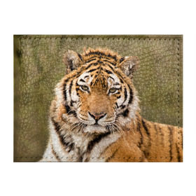 Обложка для студенческого билета с принтом Тигр в Санкт-Петербурге, натуральная кожа | Размер: 11*8 см; Печать на всей внешней стороне | Тематика изображения на принте: animal | predator | striped | tiger | view | wild | взгляд | дикий | животное | полосатый | тигр | хищник