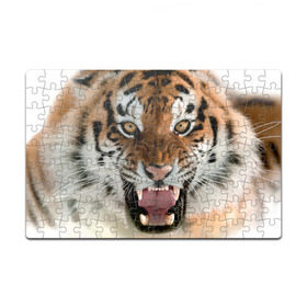 Пазл магнитный 126 элементов с принтом Тигр в Санкт-Петербурге, полимерный материал с магнитным слоем | 126 деталей, размер изделия —  180*270 мм | animal | predator | striped | tiger | view | wild | взгляд | дикий | животное | полосатый | тигр | хищник