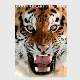 Скетчбук с принтом Тигр в Санкт-Петербурге, 100% бумага
 | 48 листов, плотность листов — 100 г/м2, плотность картонной обложки — 250 г/м2. Листы скреплены сверху удобной пружинной спиралью | animal | predator | striped | tiger | view | wild | взгляд | дикий | животное | полосатый | тигр | хищник
