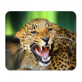 Коврик прямоугольный с принтом Леопард в Санкт-Петербурге, натуральный каучук | размер 230 х 185 мм; запечатка лицевой стороны | animal | leopard | look | predator | spotted | wild | взгляд | дикий | животное | леопард | пятнистый | хищник