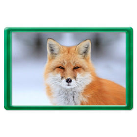 Магнит 45*70 с принтом Лиса в Санкт-Петербурге, Пластик | Размер: 78*52 мм; Размер печати: 70*45 | animal | fox | look | predator | red | sly | wild | взгляд | дикая | животное | лиса | рыжая | хитрая | хищник