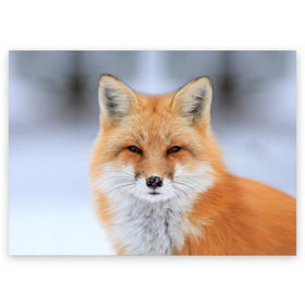 Поздравительная открытка с принтом Лиса в Санкт-Петербурге, 100% бумага | плотность бумаги 280 г/м2, матовая, на обратной стороне линовка и место для марки
 | animal | fox | look | predator | red | sly | wild | взгляд | дикая | животное | лиса | рыжая | хитрая | хищник