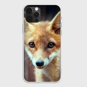 Чехол для iPhone 12 Pro Max с принтом Лиса в Санкт-Петербурге, Силикон |  | Тематика изображения на принте: animal | baby | fox | look | predator | red | sly | wild | взгляд | дикая | животное | лиса | малыш | рыжая | хитрая | хищник