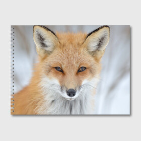 Альбом для рисования с принтом Лиса в Санкт-Петербурге, 100% бумага
 | матовая бумага, плотность 200 мг. | animal | baby | fox | look | predator | red | sly | wild | взгляд | дикая | животное | лиса | малыш | рыжая | хитрая | хищник