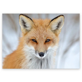 Поздравительная открытка с принтом Лиса в Санкт-Петербурге, 100% бумага | плотность бумаги 280 г/м2, матовая, на обратной стороне линовка и место для марки
 | animal | baby | fox | look | predator | red | sly | wild | взгляд | дикая | животное | лиса | малыш | рыжая | хитрая | хищник