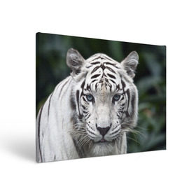 Холст прямоугольный с принтом Белый тигр в Санкт-Петербурге, 100% ПВХ |  | animal | jungle | look | predator | tiger | white | wild | белый | взгляд | джунгли | дикий | животное | тигр | хищник