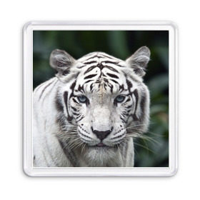 Магнит 55*55 с принтом Белый тигр в Санкт-Петербурге, Пластик | Размер: 65*65 мм; Размер печати: 55*55 мм | Тематика изображения на принте: animal | jungle | look | predator | tiger | white | wild | белый | взгляд | джунгли | дикий | животное | тигр | хищник