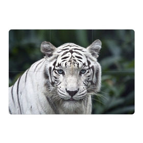 Магнитный плакат 3Х2 с принтом Белый тигр в Санкт-Петербурге, Полимерный материал с магнитным слоем | 6 деталей размером 9*9 см | animal | jungle | look | predator | tiger | white | wild | белый | взгляд | джунгли | дикий | животное | тигр | хищник